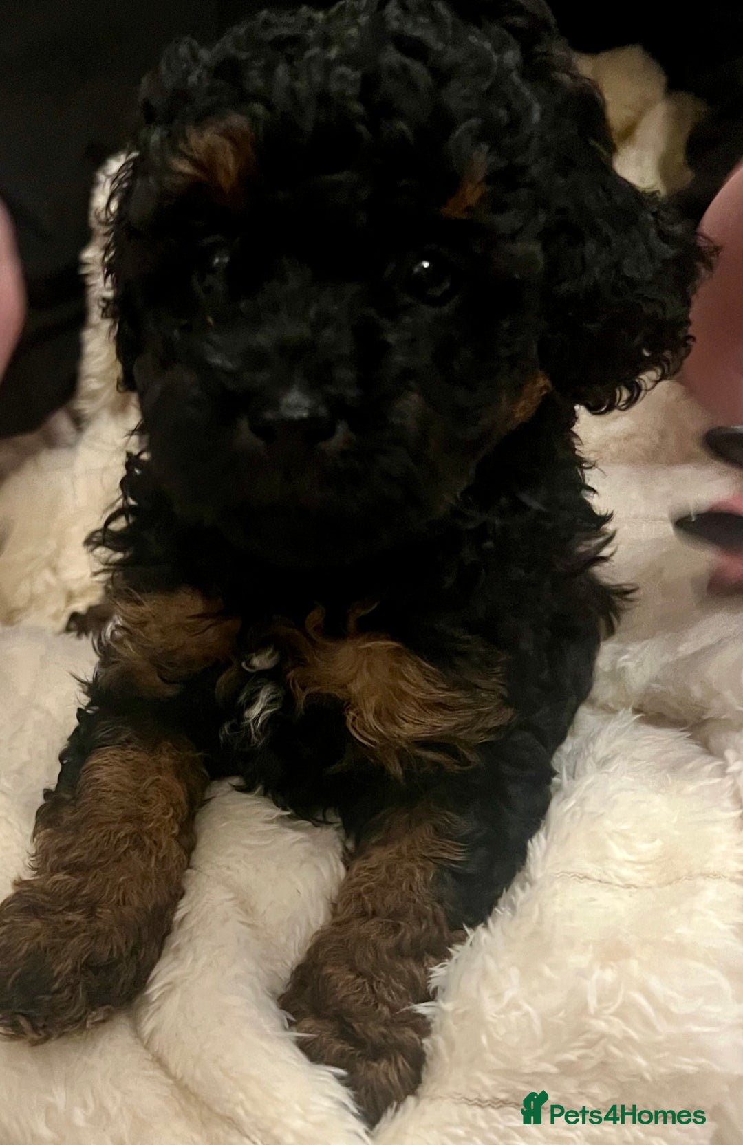 Toy Poodle dogs for sale: One Kc phantom toy poodle left- ready now!  - Advert 12