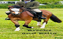 Welsh Section A horses for sale: Kids pony  - Image 1