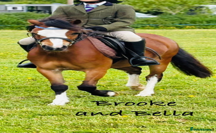 Welsh Section A horses - Advert 1