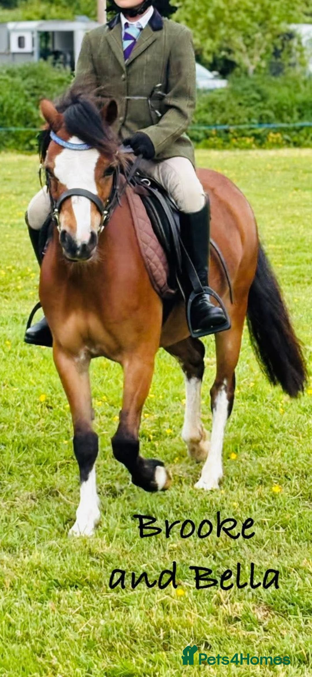 Welsh Section A horses for sale: Kids pony  - Image 1