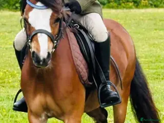 Welsh Section A horses Kids pony - Advert 1