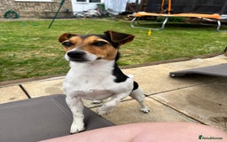 Jack Russell dogs for sale: 2yr old JRT **PLEASE read description** - Image 17