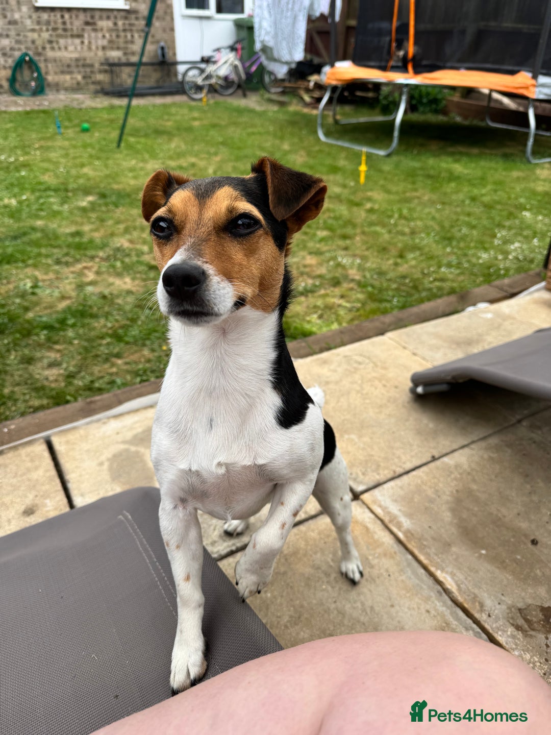 Jack Russell dogs for sale: 2yr old JRT **PLEASE read description** - Image 17