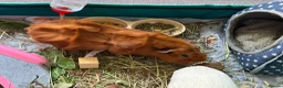 Guinea Pig rodents for sale: 2 male Guinea Pigs in Hassocks - Advert 4