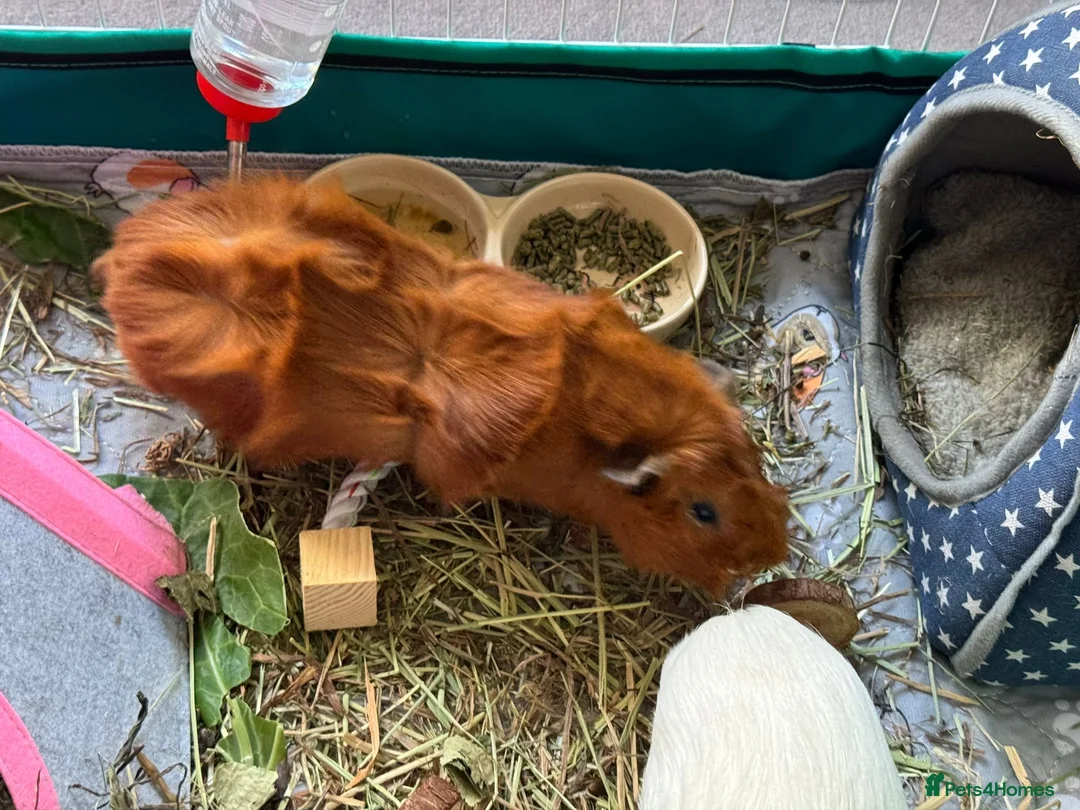 Guinea Pig rodents for sale: 2 male Guinea Pigs in Hassocks - Advert 4