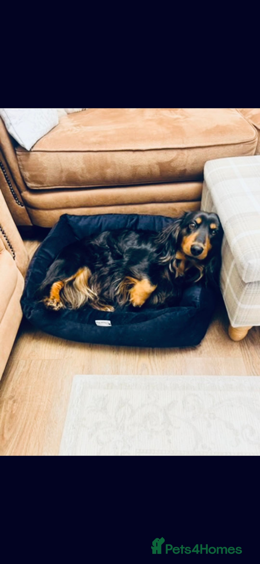 Dachshund dogs for stud: Long haired standard Dachshund - Image 2