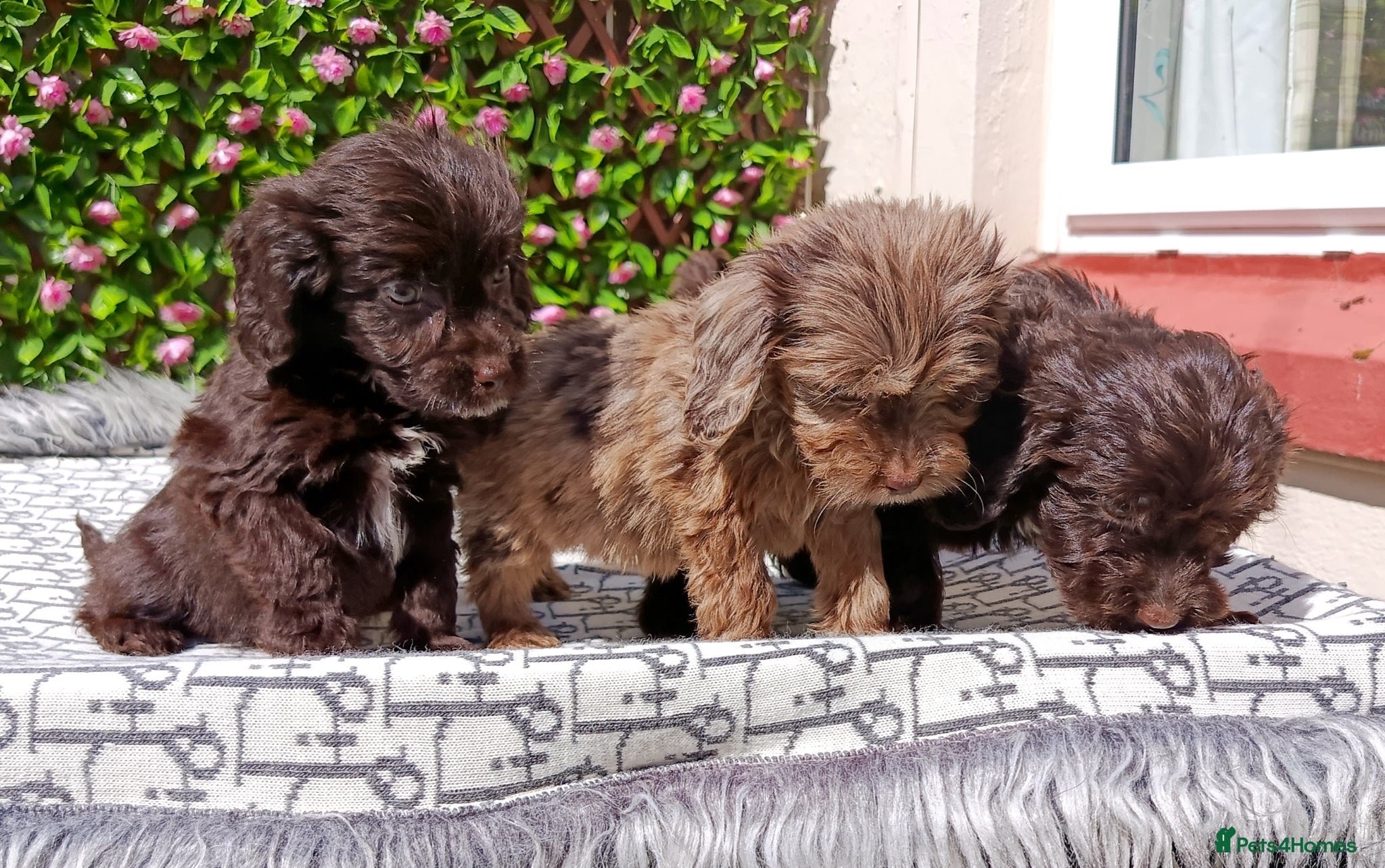 Cockapoo dogs F1 COCKERPOOS HEALTH TESTED PARENTS  - Advert 1