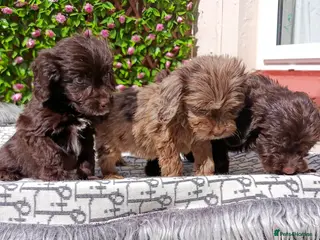 Cockapoo dogs for sale: F1 COCKERPOOS HEALTH TESTED PARENTS - Advert 4