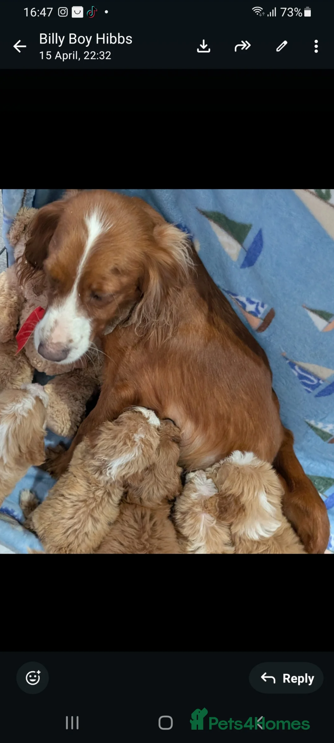 Cockapoo dogs for sale: Georgeous Cockerpoo puppies 3girls and 2 boys in Slough - Advert 1