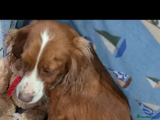 Cockapoo dogs Georgeous Cockerpoo puppies 3girls and 2 boys - Advert 1