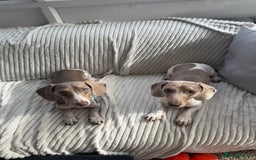 Miniature Dachshund dogs for sale: Miniature Dachshund Puppies - Image 13