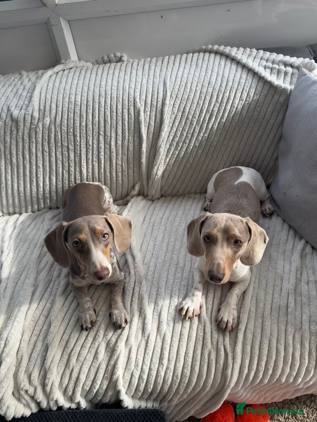 Miniature Dachshund dogs for sale: Miniature Dachshund Puppies - Image 13
