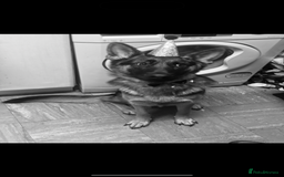 German Shepherd dogs for sale: This is willow  - Image 6