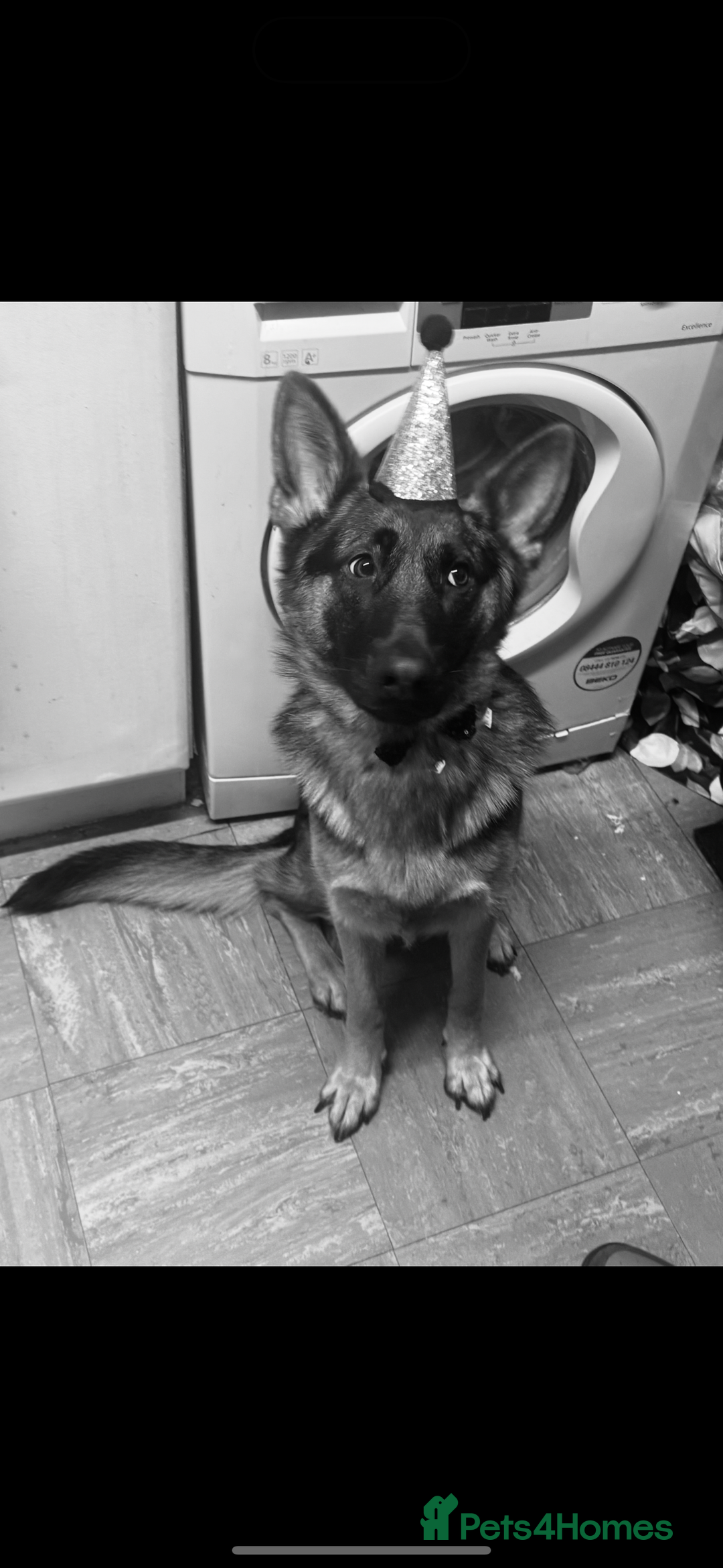 German Shepherd dogs for sale: This is willow  - Image 6