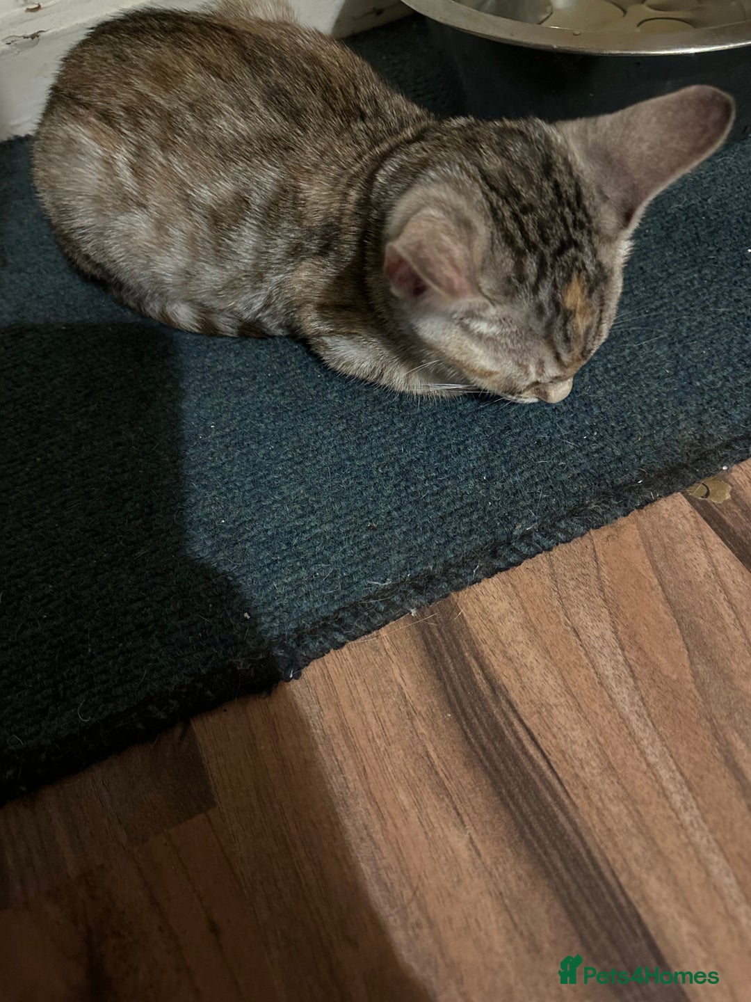 Mixed Breed cats for sale: Crossed BENGALS  - Image 34