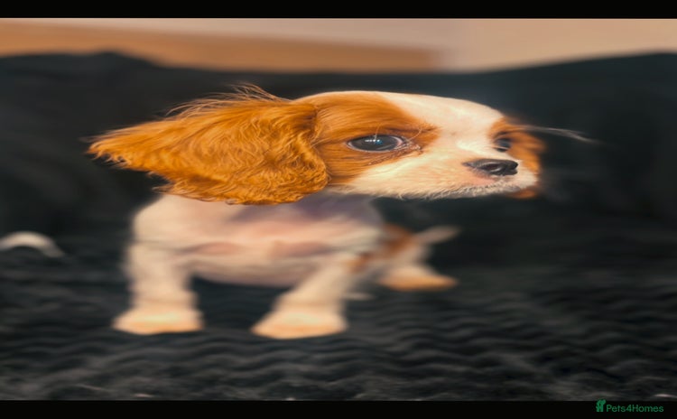 Cavalier King Charles Spaniel dogs - Advert 12