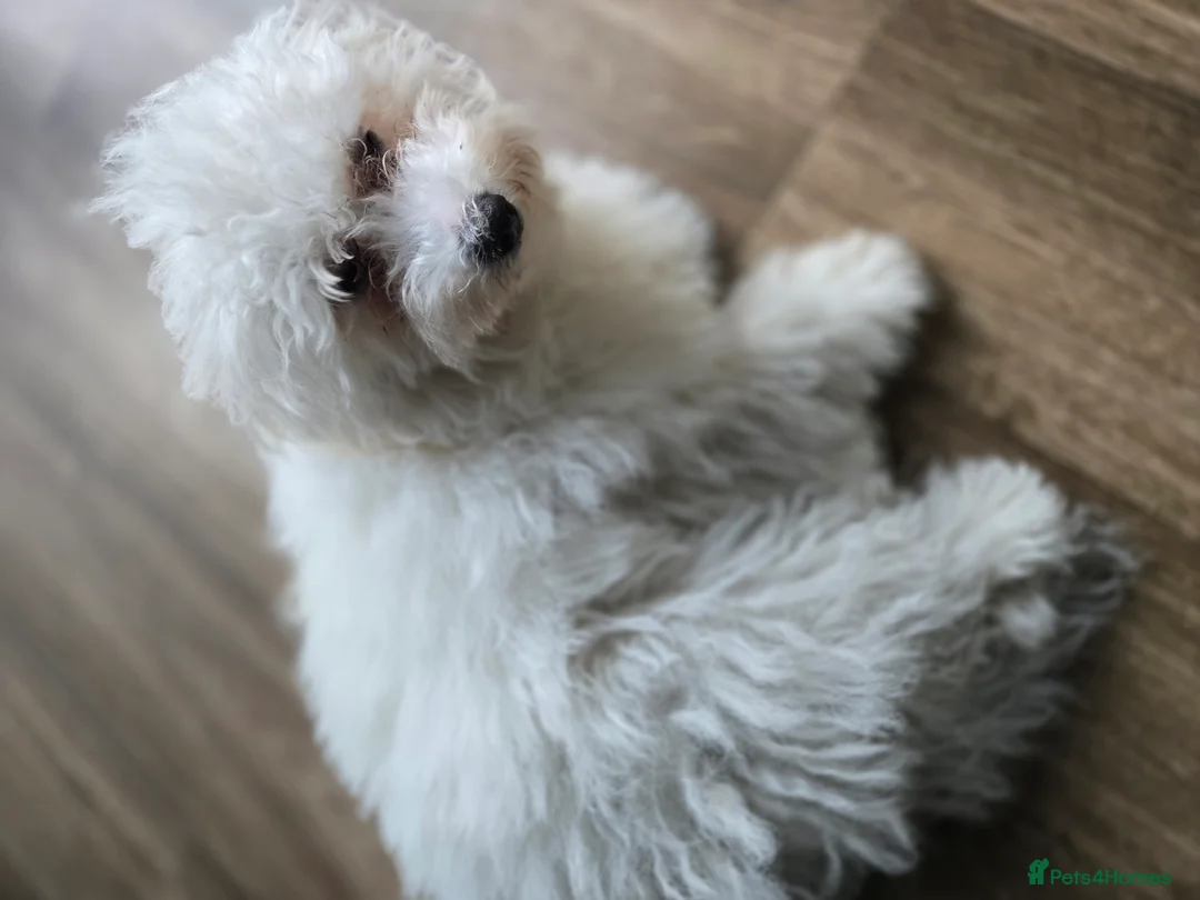 Poochon dogs for sale: Sylvia  - Advert 3