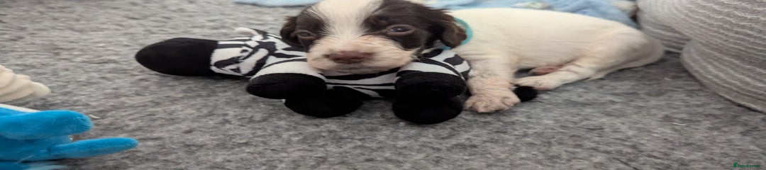 English Springer Spaniel Puppy 2 (Boy) (Baby Blue Collar)