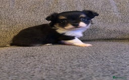 Chihuahua dogs for sale: Beautiful little chihuahua girl - Advert 2
