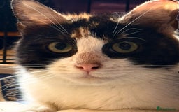 Mixed Breed cats for adoption: 6 month old rescue kitten needs home - Advert 1