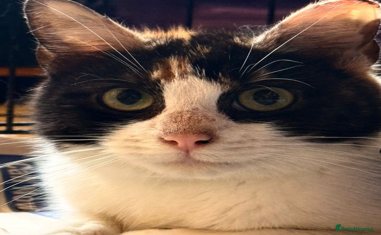 Mixed Breed cats 6 month old rescue kitten needs home - Advert 2