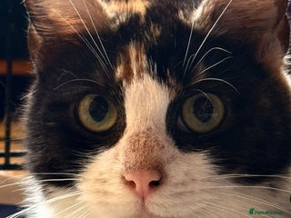 Mixed Breed cats 6 month old rescue kitten needs home - Advert 4