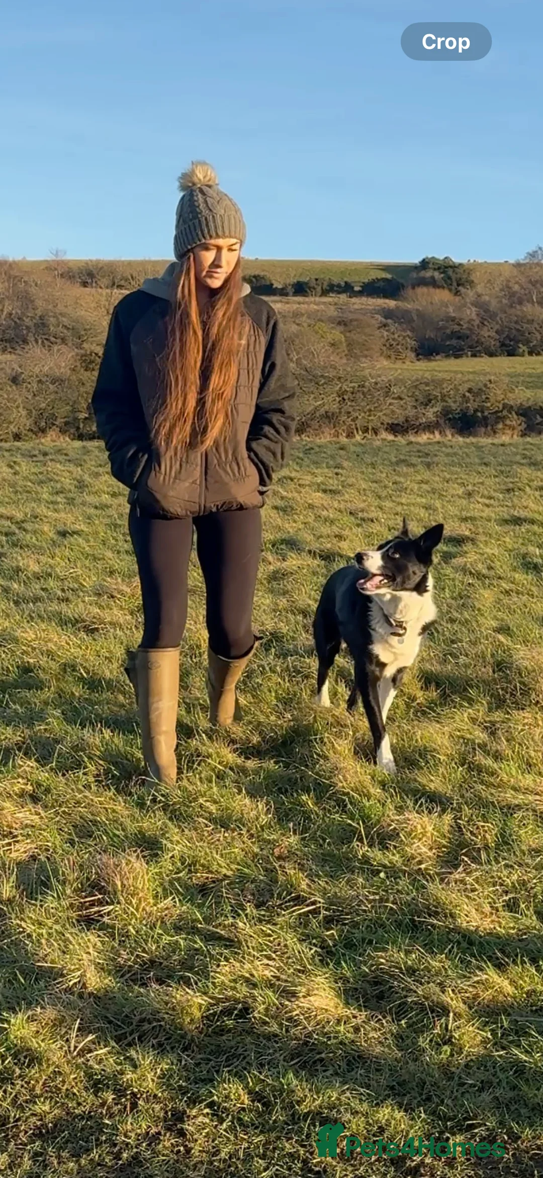 Border Collie dogs for stud: Proven Border Collie Stud | Strong Working Lines  - Advert 15