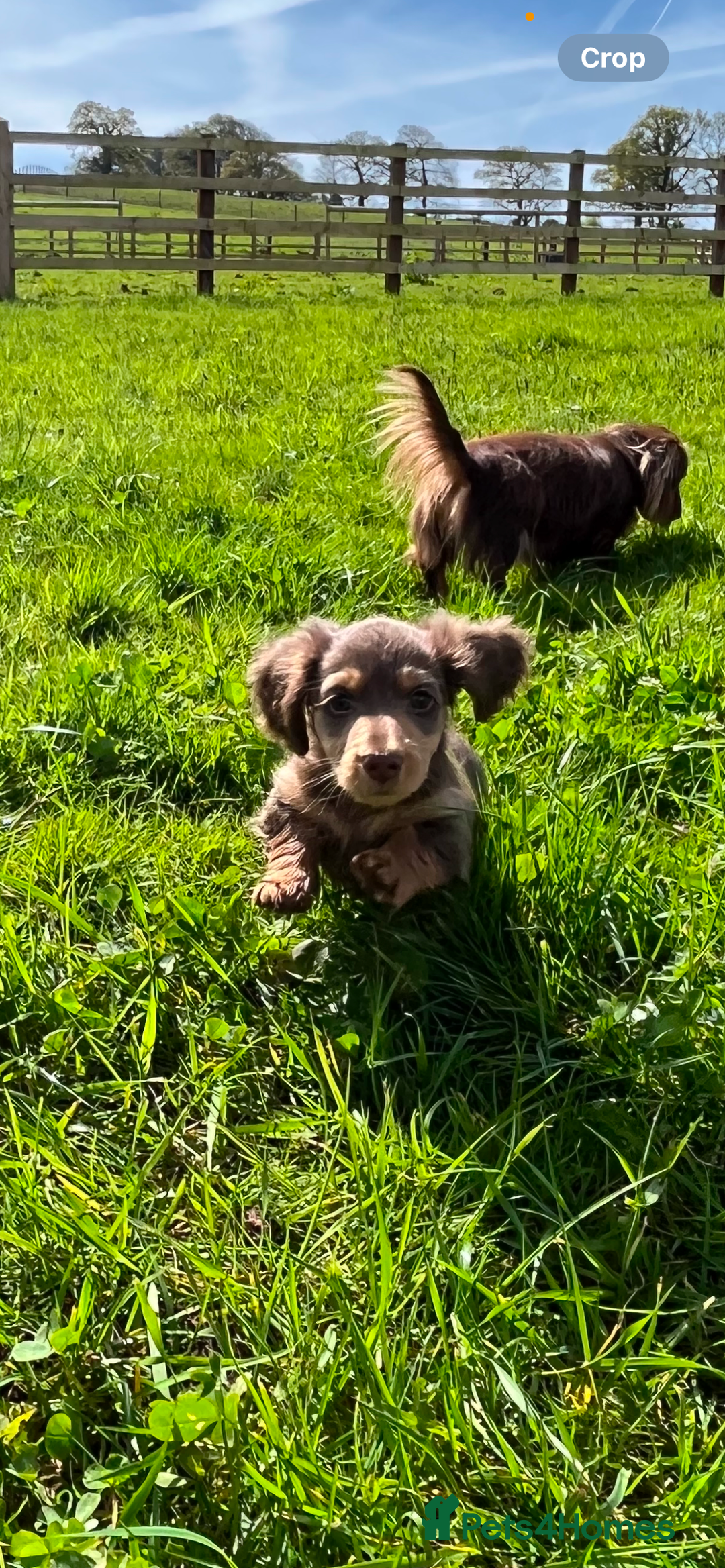 Miniature Dachshund dogs for stud: Ralph Lauren  - Advert 4