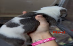 Mixed Breed dogs for sale: Staffie mix puppies - Image 4