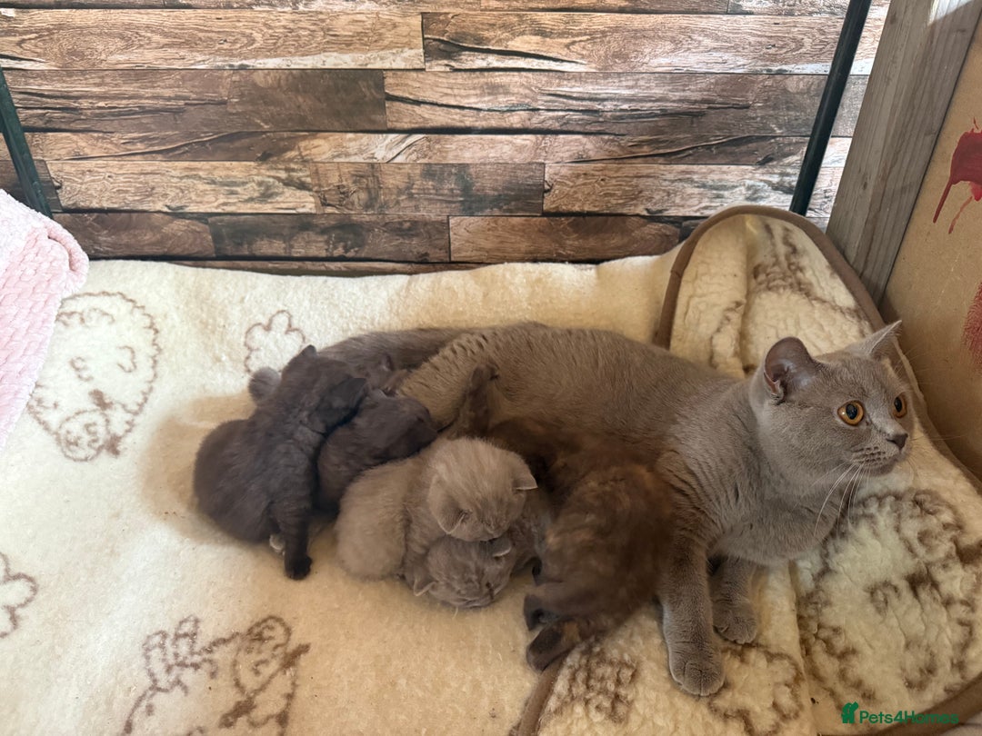 British Shorthair cats for sale: GCCF British Shorthair Chocolate&Lilac kittens - Image 10