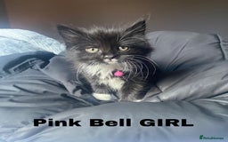Neva Masquerade cats for sale: Sweet bengal x kittens  - Image 1
