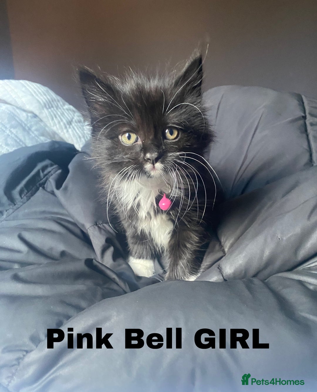 Neva Masquerade cats for sale: Sweet bengal x kittens  - Image 1
