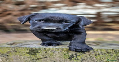 Labrador Retriever dogs - Advert 6