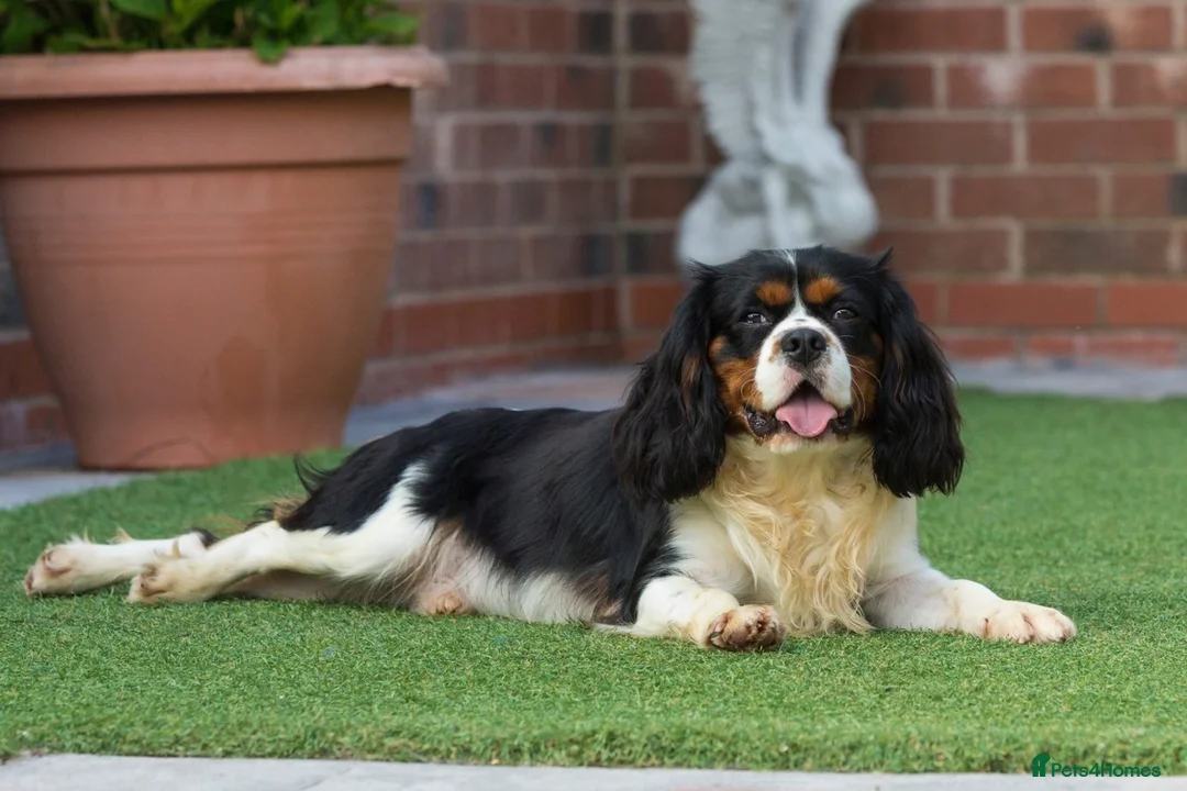 Cavalier King Charles Spaniel dogs for stud: Donnajays 5⭐️health tested proven  - Advert 18
