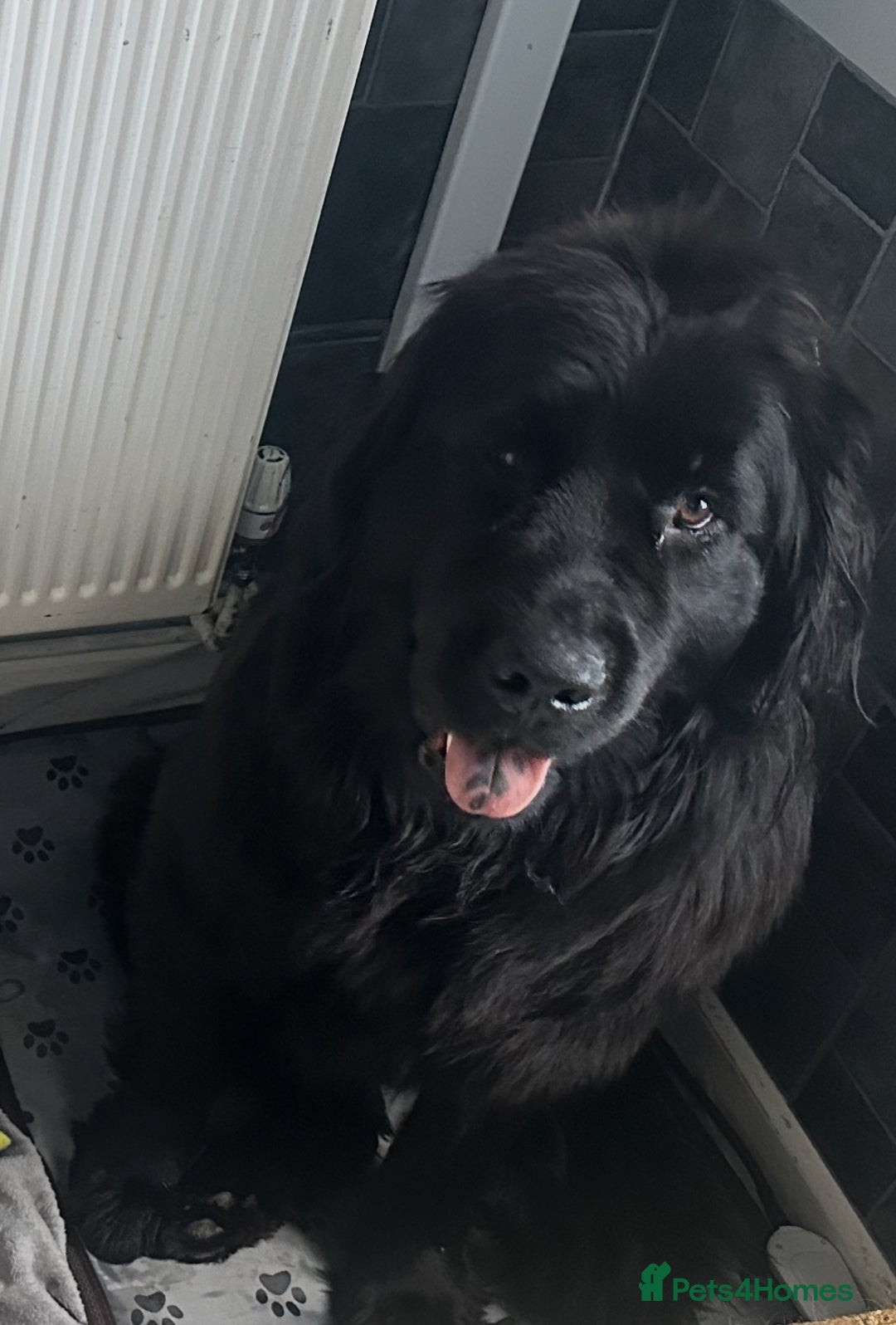 Newfoundland dogs for sale: Stunning Newfoundland Puppies Kc Reg 🐾  - Advert 11