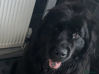Newfoundland dogs Stunning Newfoundland Puppies Kc Reg 🐾 - Advert 1