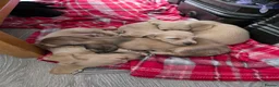 Miniature Dachshund dogs for sale: Long Haired miniature dachshund puppies - Advert 9