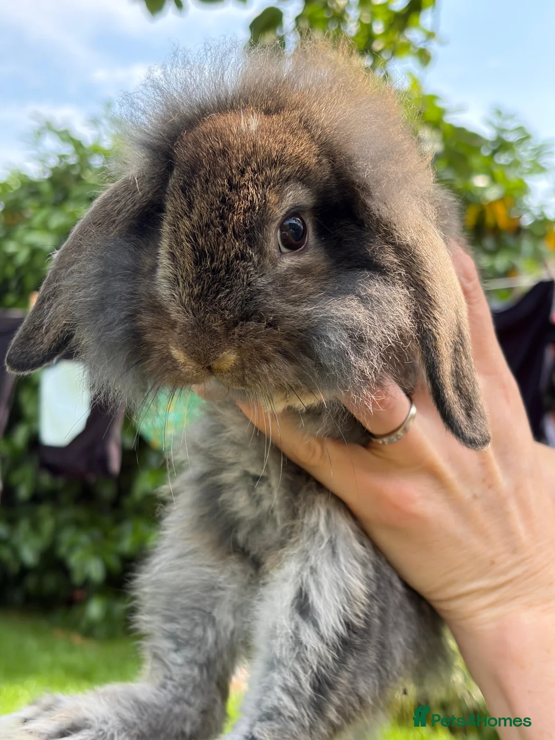 Mixed Breed rabbits for sale: Lop x lion head - Advert 2