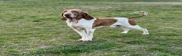 Bracco Italiano dogs for stud: Valentino Rossi Italian Import in Chesterfield - Advert 10