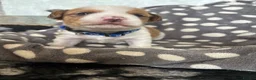 Mixed Breed dogs for sale: Jack Russel x Yorkshire terrier  in High Peak - Advert 20