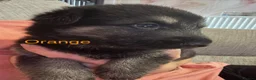 German Shepherd dogs for sale: German Shepherd Puppies  - Advert 8