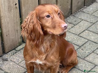 Cocker Spaniel dogs Fully Health Tested Red working cocker spaniel, in Larkhall - Advert 5