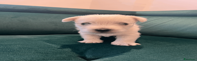 West Highland Terrier Puppy 4