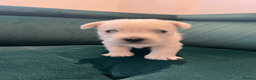West Highland Terrier dogs for sale: ⭐️Show Quality Puppies⭐️  - Advert 13