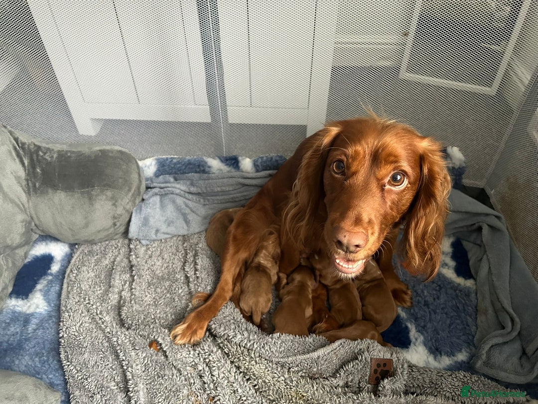 Cocker Spaniel dogs for sale: FOX RED WORKING COCKER SPANIEL PUPS - Advert 1