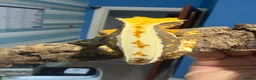 Gecko reptiles for sale: ❤️❤️ LILYWHITE CRESTED GECKOS FOR SALE ❤️❤️ - Advert 8