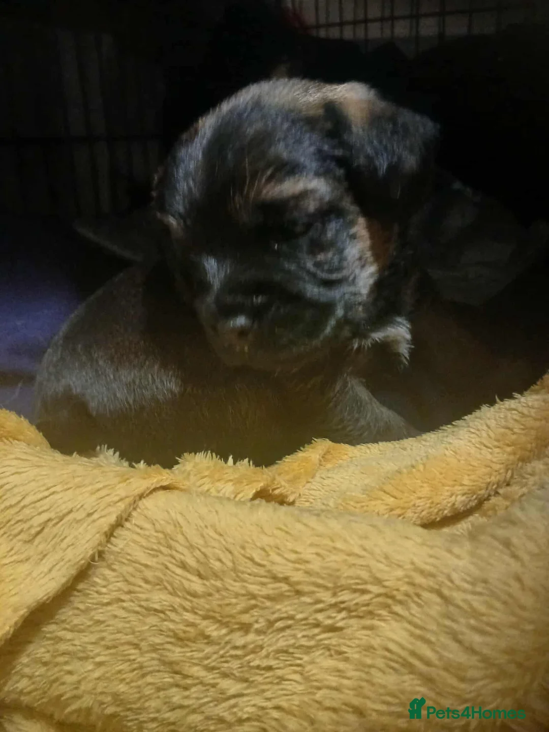 Border Terrier dogs for sale: Border terrier pups - Advert 5