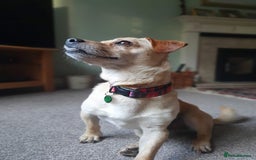Mixed Breed dogs for adoption: Smiling Elvis  - Image 5