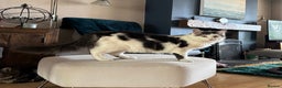Mixed Breed cats for sale: Two lovely kittens looking for their forever home - Advert 8
