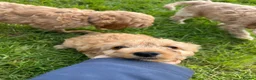 Cavapoo dogs for sale: Cavapoo Puppies for Sale! in Stoke-on-Trent - Advert 13